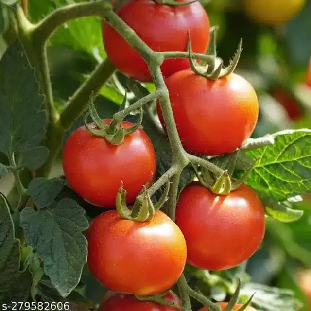 Tomato Pusa Ruby Super Vegetable Seeds, Pack of 100