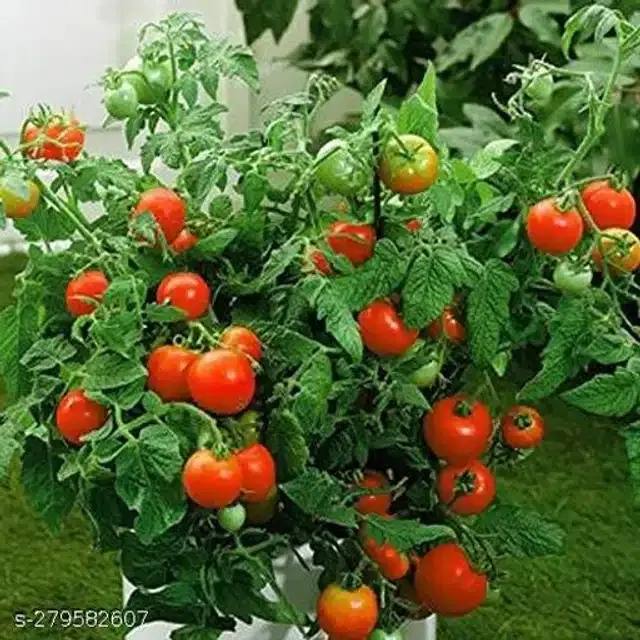 Tomato Pusa Ruby Super Vegetable Seeds, Pack of 100