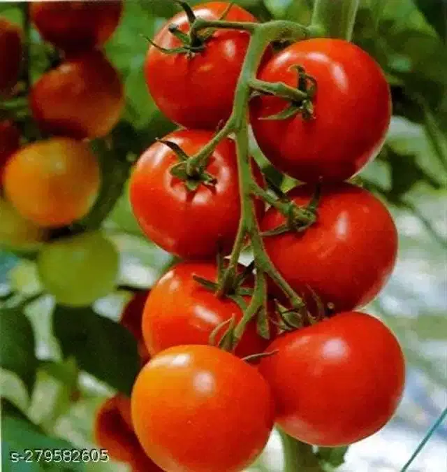 Tomato Pusa Ruby Super Vegetable Seeds, Pack of 100