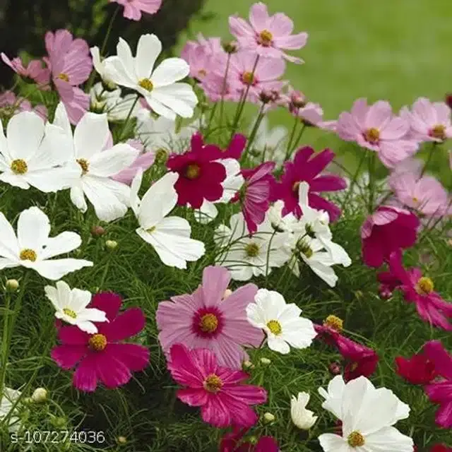 Cosmos Mix Flower Seeds, Pack of 30