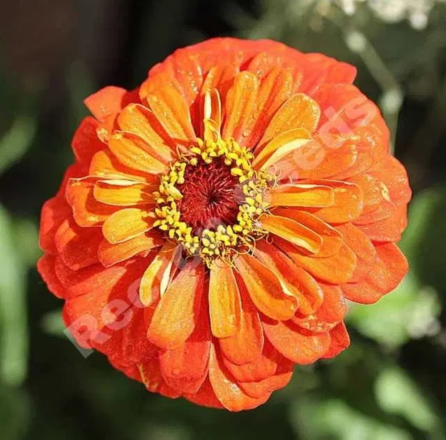 Zinia Orange Seeds, Pack Of 30