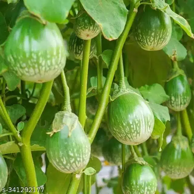 Brinjal Round Green Seeds, Pack of 50