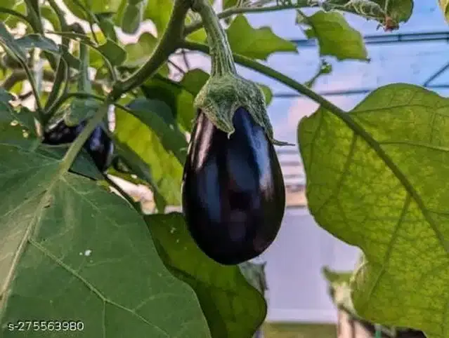 Hybrid Black Brinjal Vegetable Seeds, Pack of 50