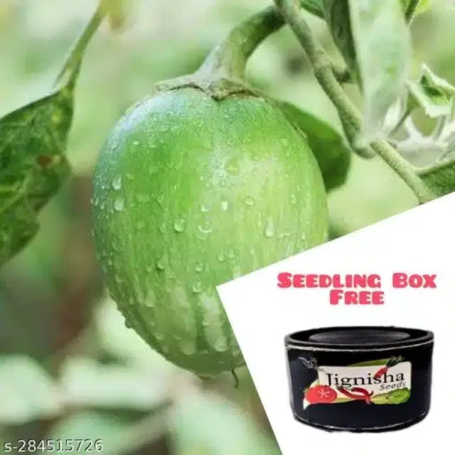 Brinjal Vegetable Seeds, Pack of 50