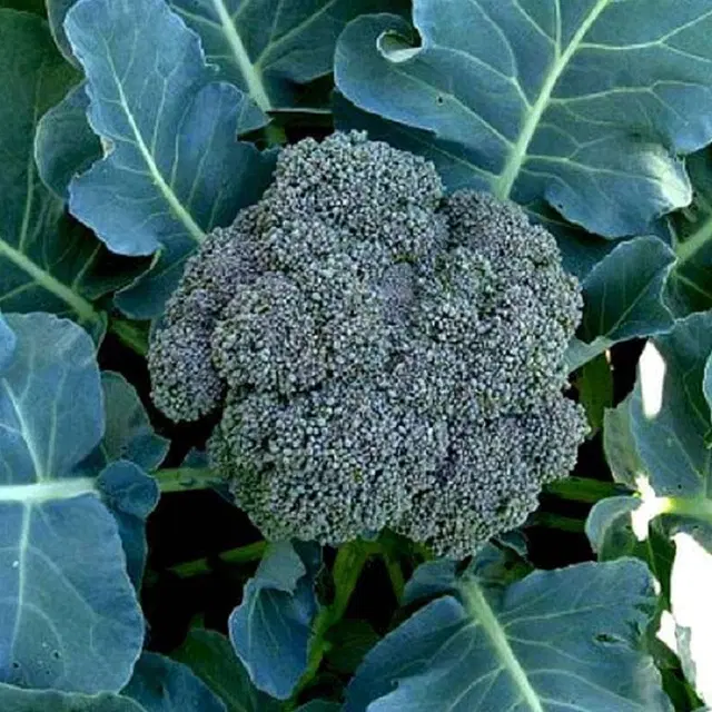 Jignisha Seeds Green Broccoli Seeds, Green, Pack of 100