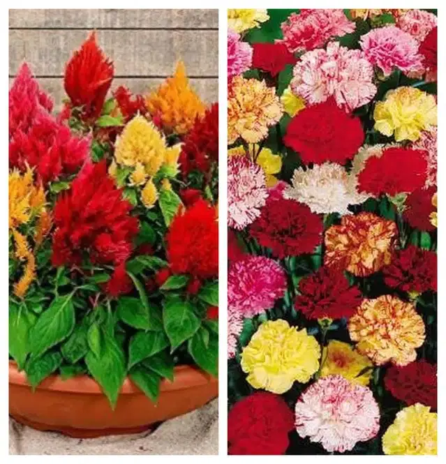 Celosia Mix & Carnation Mix Flower Seeds, Pack of 2