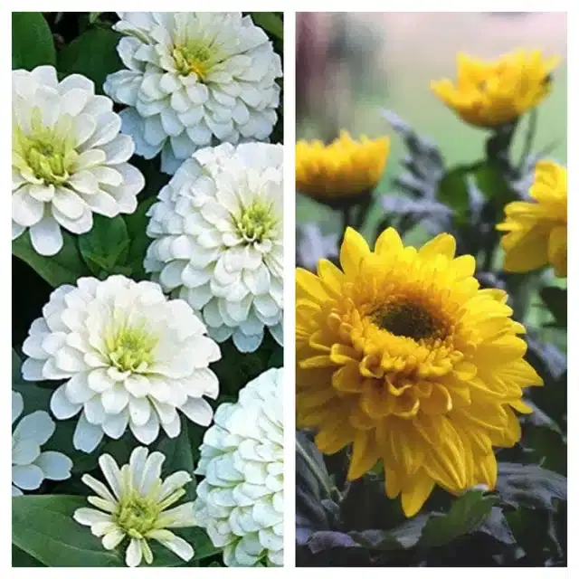 Zinnia White & Chrysanthemum Yellow Flower Seeds, Pack of 2