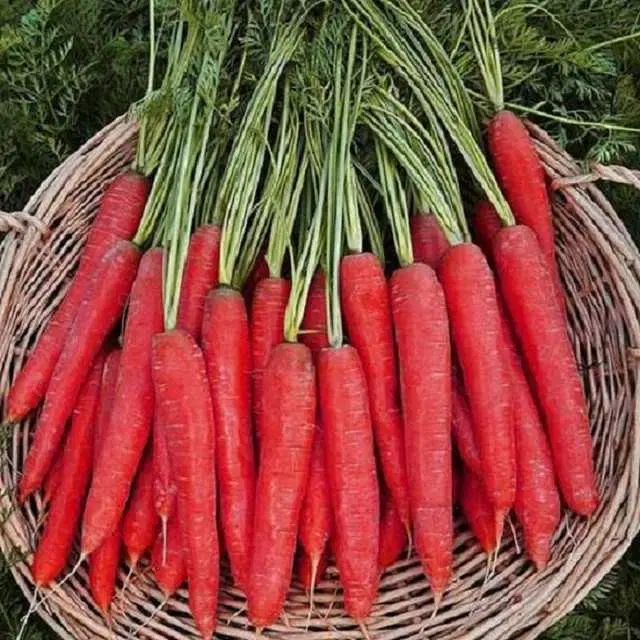 Seeds of Hybrid Red Carrot Vegetable, Pack Of 50