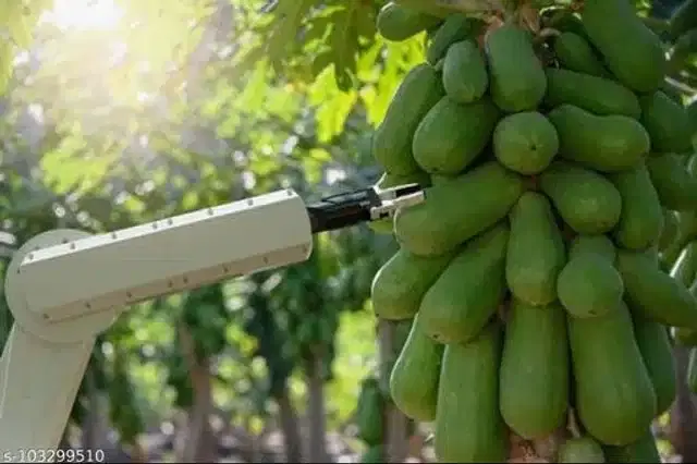 Delicious Papaya Fruit Seeds, Pack of 50