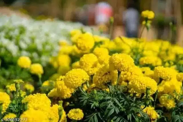 Marigold Yellow Flower Seeds, Pack of 45