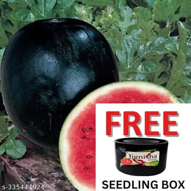 Watermelon Hybrid Icebox Type Fruit Seeds, Pack of 10