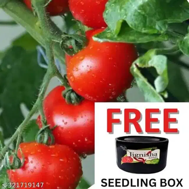 Red Ruby Cherry Tomato Vegetable Plant Seeds, Pack of 50