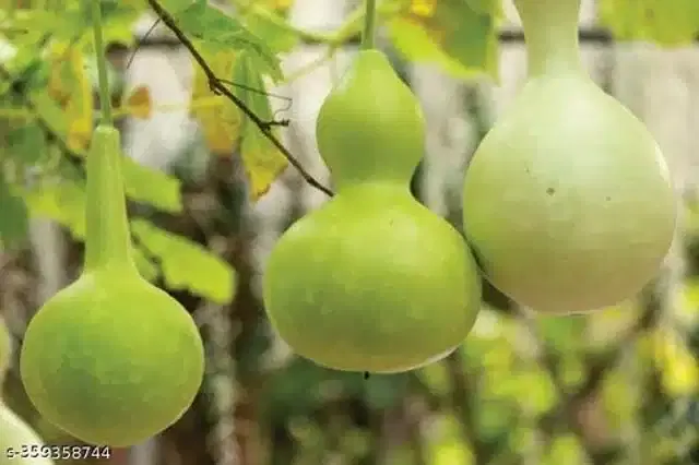 Bottle Gourd Desi Vegetable Seeds, Pack of 20