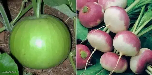 Seeds of Purple Top Turnip & Hybrid Round Bottle Gourd Vegetables, Pack of 2