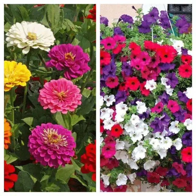 Zinnia Mix & Petunia Mix Flower Seeds, Pack of 2