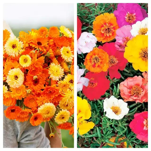 Calendula Mix & Portulaca Mix Flower Seeds, Pack of 2