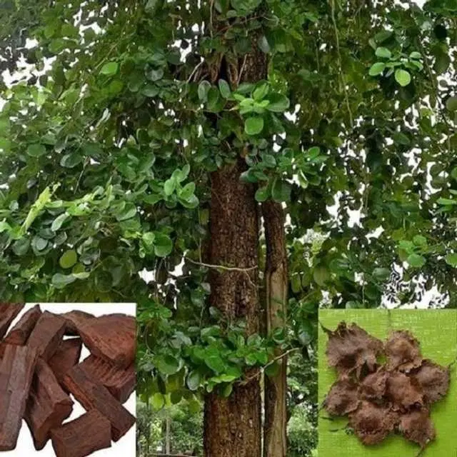 Lal Chandan, Red Sandalwood Seeds, Pack Of 5, J1
