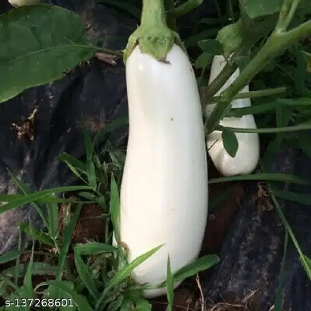 White Long Brinjal Hybrid Vegetable Seeds, Pack of 50
