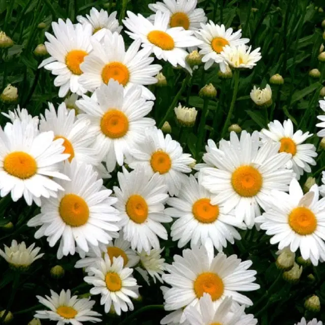 Jignisha Seeds Daisy White Flower Seeds, White, Pack of 30