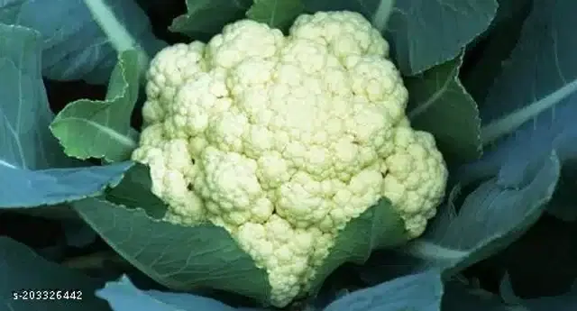 Cauliflower Seeds, Pack of 50
