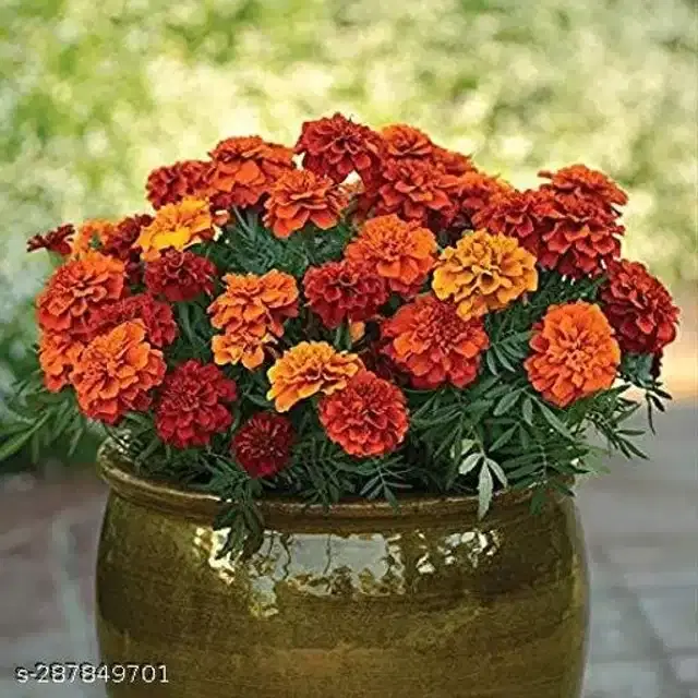Marigold French Flower Seeds, Pack of 50
