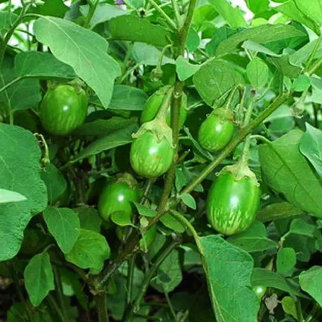 Green Round Brinjal Vegetable Seeds, Pack of 50