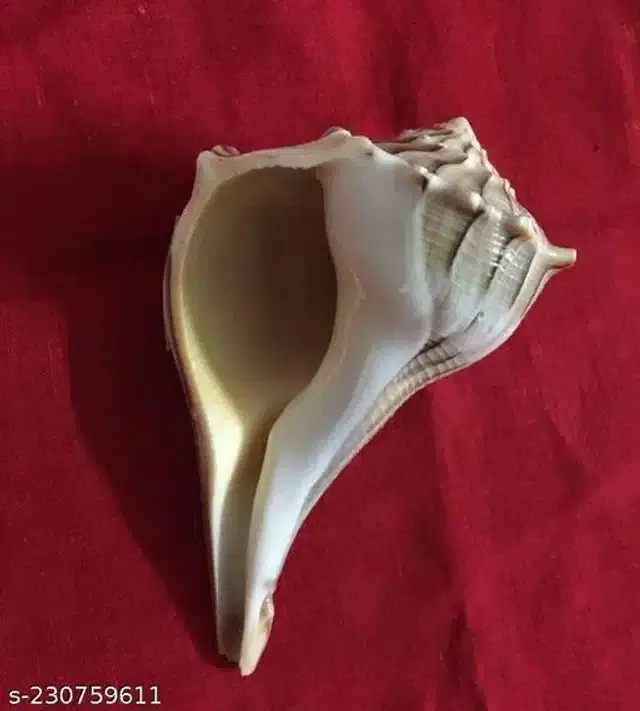 Dakshinavarti Shankh, White
