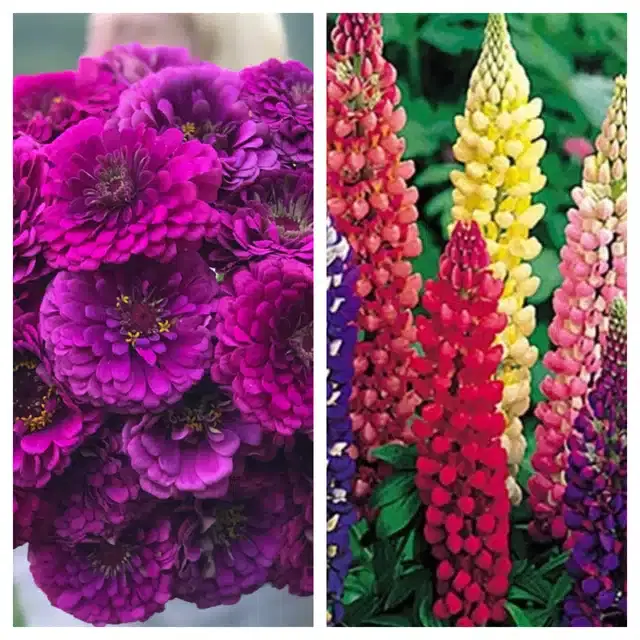 Zinnia Purple & Lupine Mix Flower Seeds, Pack of 2