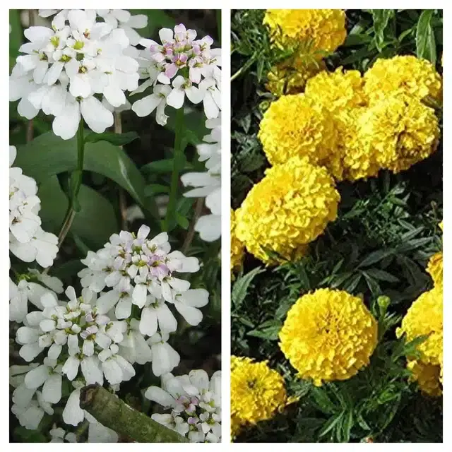 Candytuft Flower & Marigold Yellow Flower Seeds, Pack of 2