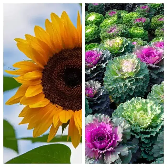 Sunflower & Flowering Kale Flower Seeds, Pack of 2