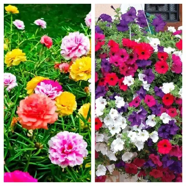 Petunia Mix Flower Seeds, Pack of 2