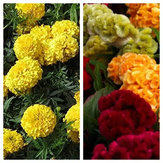 Marigold Orange & Cockscomb Mix Flower Seeds, Pack of 2