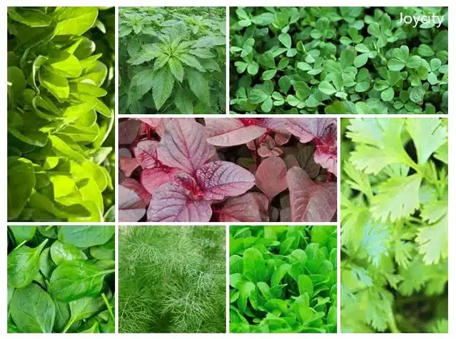 8 Leafy Vegetables Seeds, Combo of 8