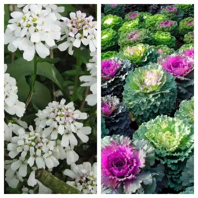 Candytuft Flower & Flowering Kale Flower Seeds, Pack of 2