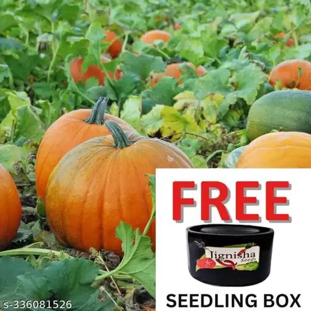 Pumpkin Seeds, Pack of 10