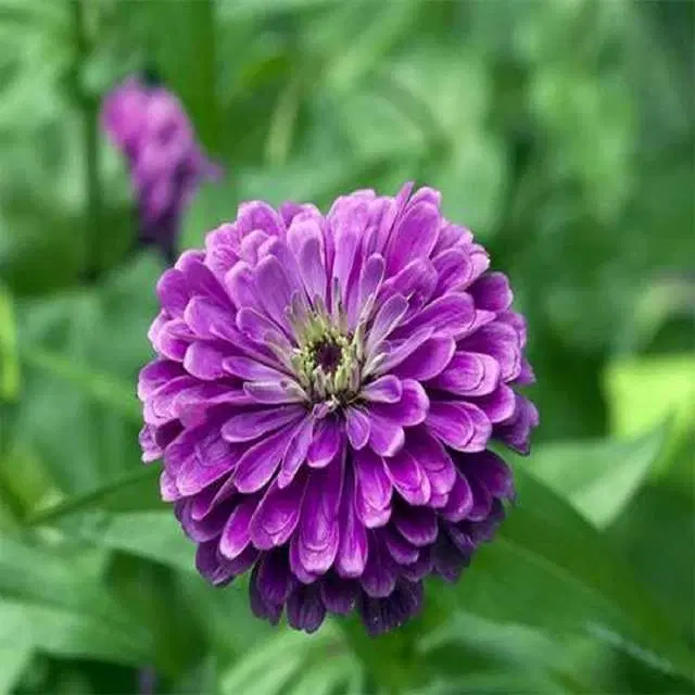Recron Seeds of Purple Zinnia Elegans, Pack Of 30)