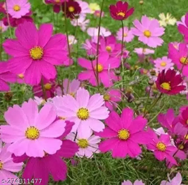 Cosmos Mix Flower Seeds, Pack of 30