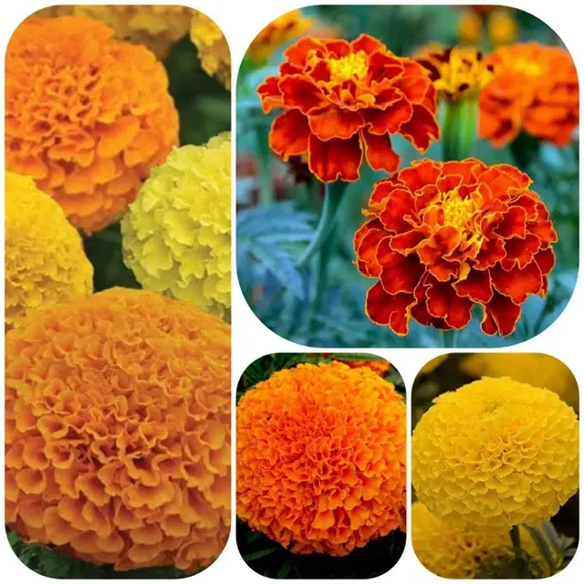 Jignisha Seeds 4 Type of Marigold Flower Seeds, Red, Set of 1