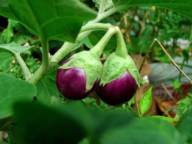 Recron Seeds of Purple Round Brinjal, Pack Of 50