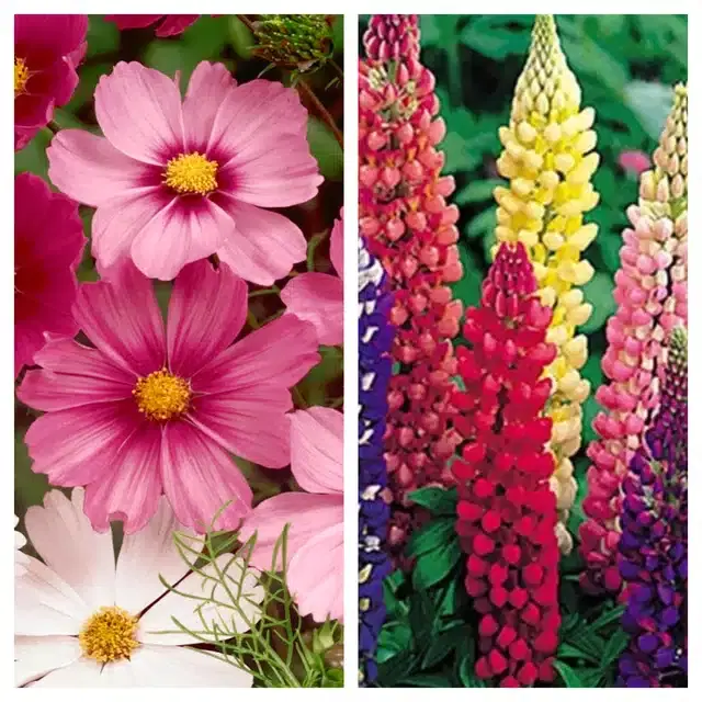 Cosmos Mix & Lupine Mix Flower Seeds, Pack of 2