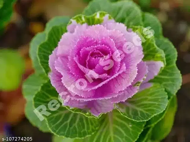 Ornamental Kale Fringed Mix Seeds, Pack of 30