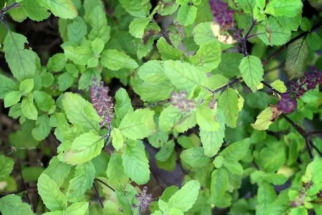 Seeds of Basil Leaf, Pack Of 100