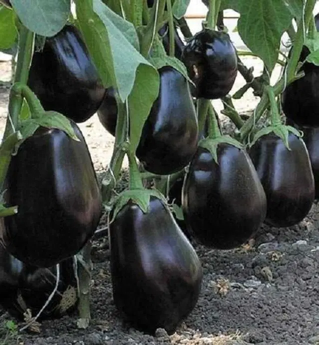 Recron Seeds of Eggplant/Brinjal Vegetable, Pack Of 100