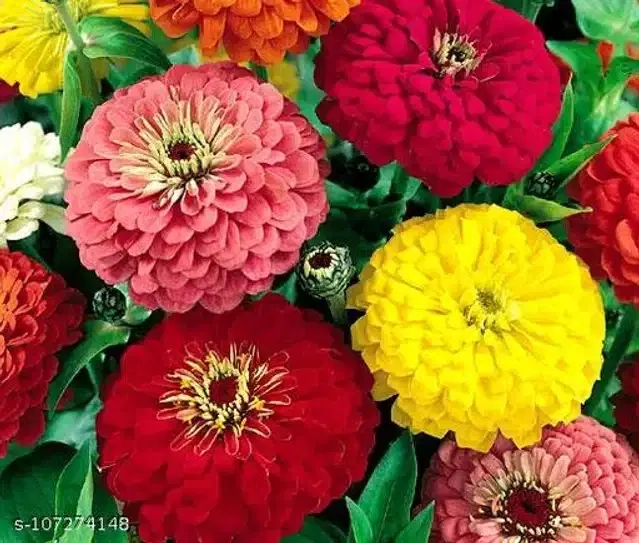 Dahlia Mixed Color Hybrid Flower Seeds, Pack of 20