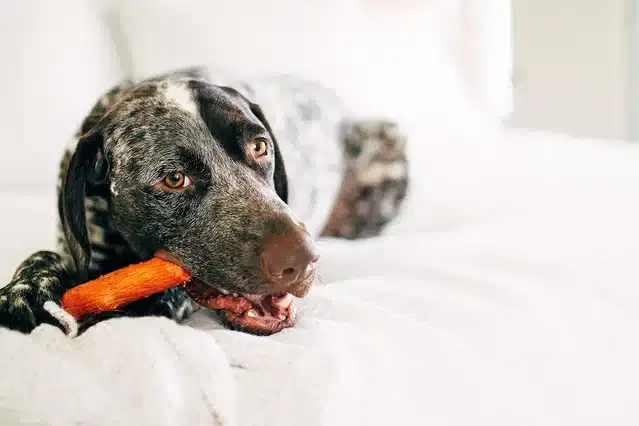 Durable Silicone Wood Chew Toy for Dogs, Multicolor