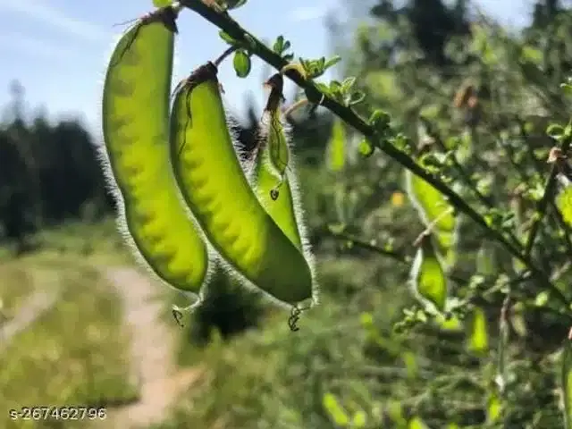 Organic Sword Beans Seeds, Pack of 30