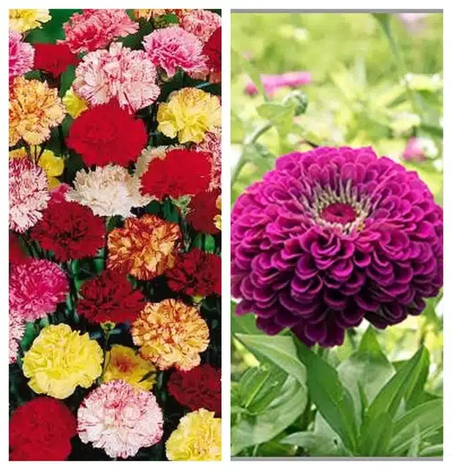 Carnation Mix & Zinnia Purple Flower Seeds, Pack of 2