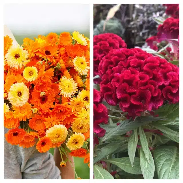 Calendula Mix & Coskscomb Red Flower Seeds, Pack of 2