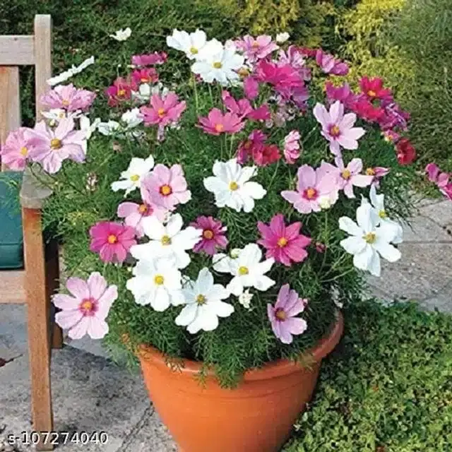 Cosmos Mix Flower Seeds, Pack of 30