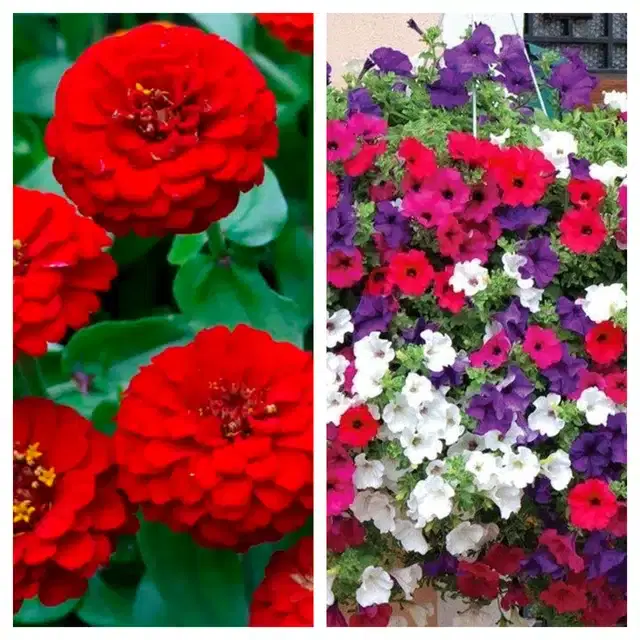 Zinnia Red & Petunia Mix Flower Seeds, Pack of 2